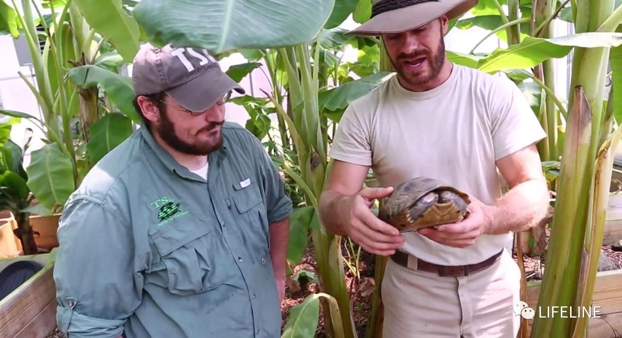 TSA这次聊的龟，连维基百科都没有完整介绍——苏拉威西白头龟