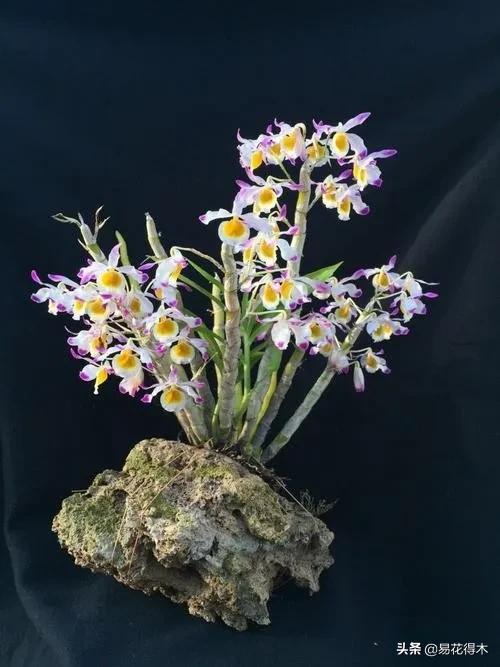 叠鞘石斛与铁皮石斛的区别,肿节石斛和大苞鞘石斛的不同