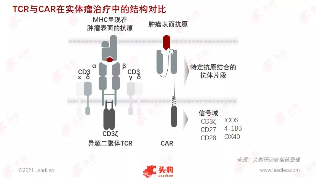 tcrt细胞疗法与cart区别,tcr-t疗法治疗肝癌