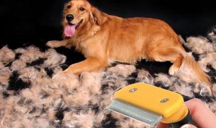 大金毛在5月份掉毛正常吗,金毛和拉布拉多掉毛哪个严重