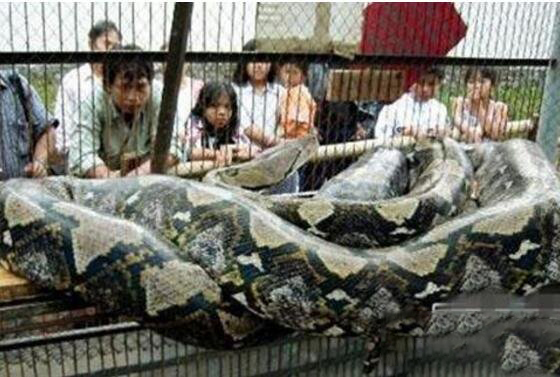 40斤大蟒蛇潜入村民养殖场,60斤巨蟒可以吞下人吗