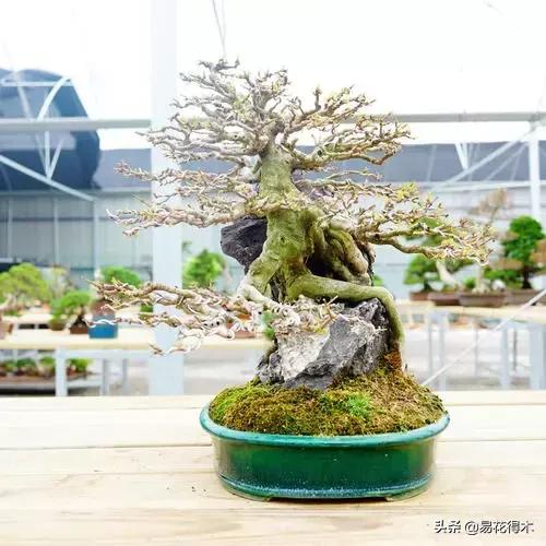 日本红枫和中国红枫有什么区别,日本红枫和中国红枫盆景的区别