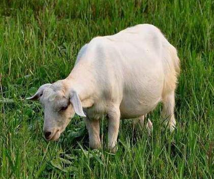 羊有时候咳嗽怎么治最好,咳嗽是羊的症状吗