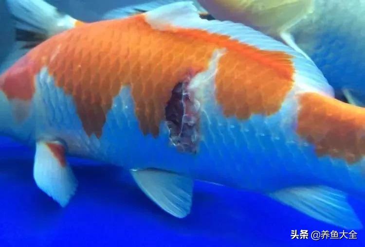 鱼穿孔病用什么药,鱼穿孔病的防治