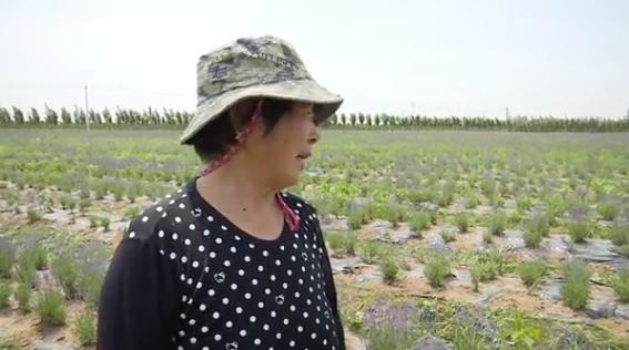 滑县普罗旺斯薰衣草庄园,普罗旺斯花海震撼