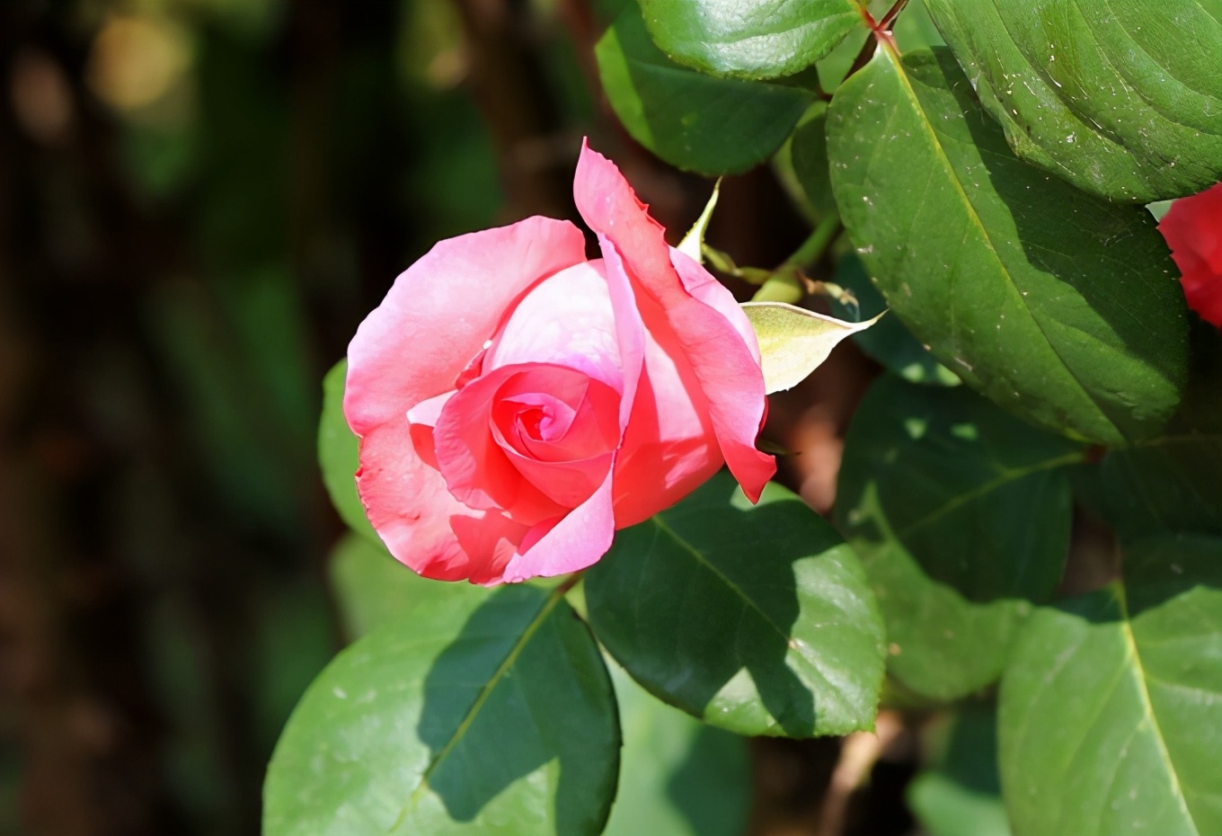 最好看的玫瑰产于哪国,哪国玫瑰最出名