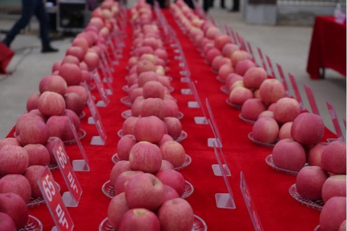 陕西农林卫视中国农资秀,农林卫视中国农资秀棉花