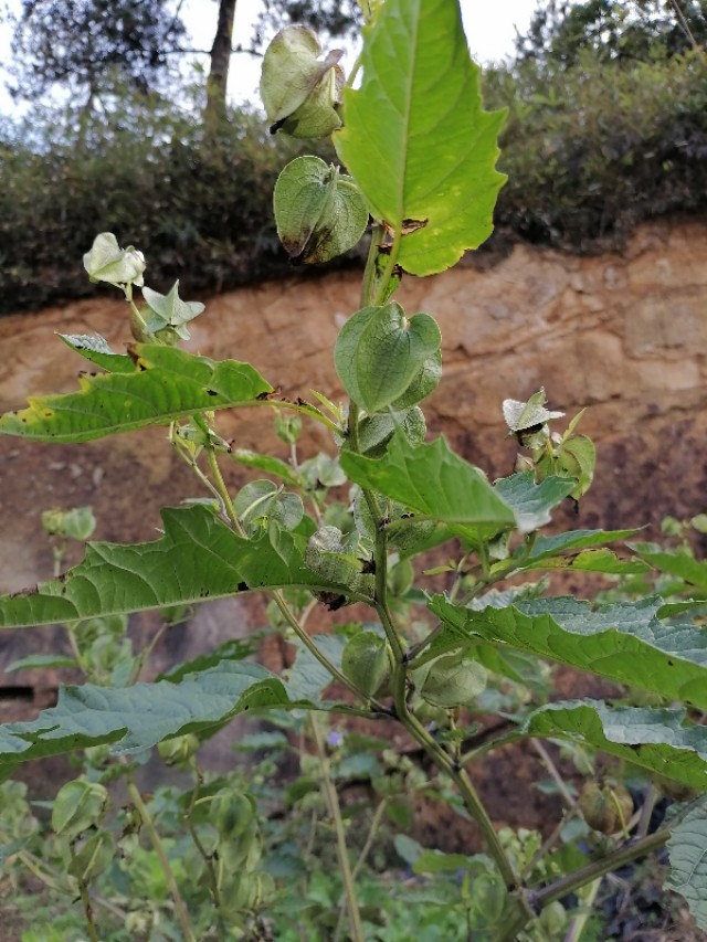 德化九仙山下雪,德化九仙山雾凇最新消息