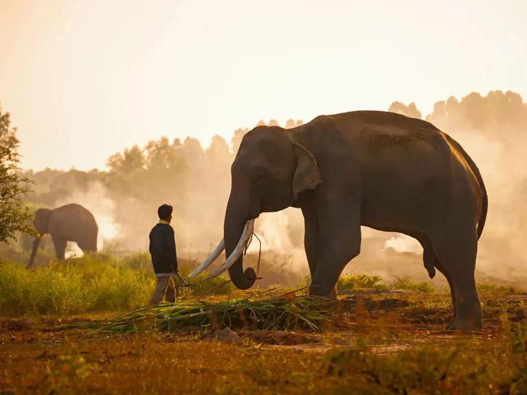 大象迁徙事件始末,大象迁徙为什么又回去了