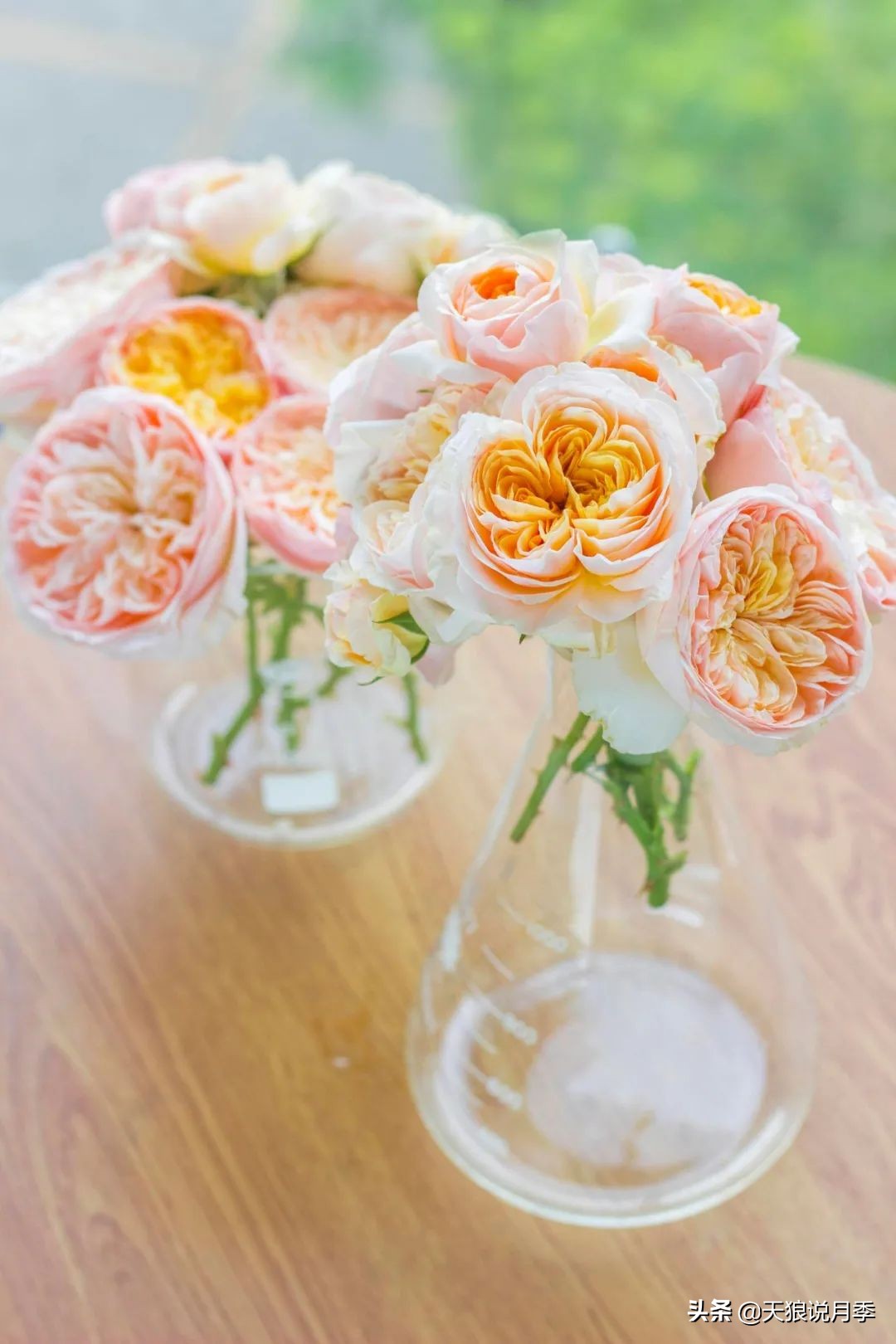 圆滚滚的绣球，瀑布般的花墙，这届花友也太会种花了吧