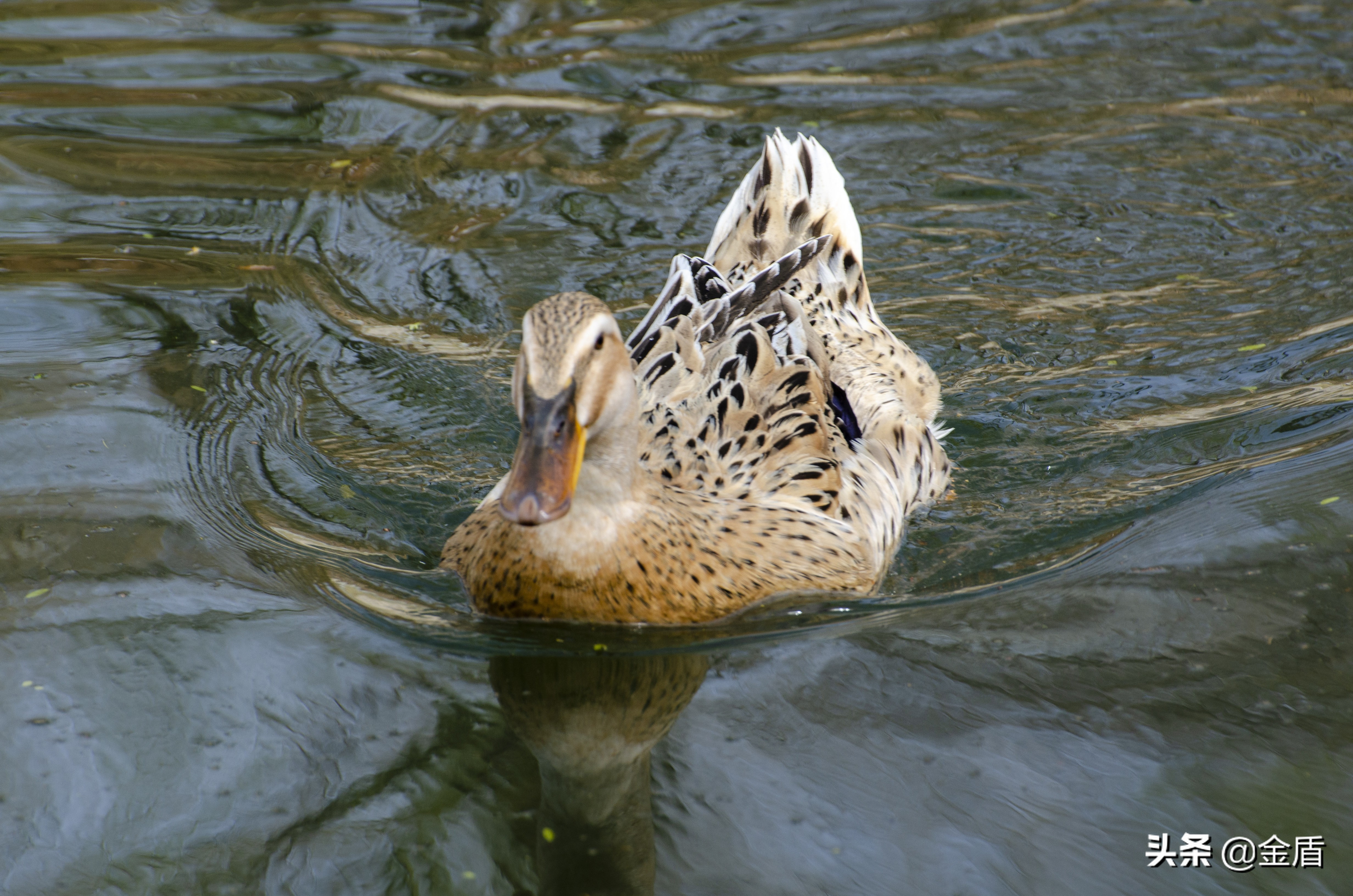 鸭子自由自在的玩耍,鸭子们在雨中嬉戏用英语怎么说