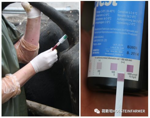 PeterEdmondson博士：乳房炎防控之干奶期管理