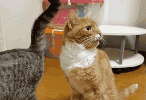 为什么现在年轻人喜欢养猫,当代年轻人不养孩子养猫