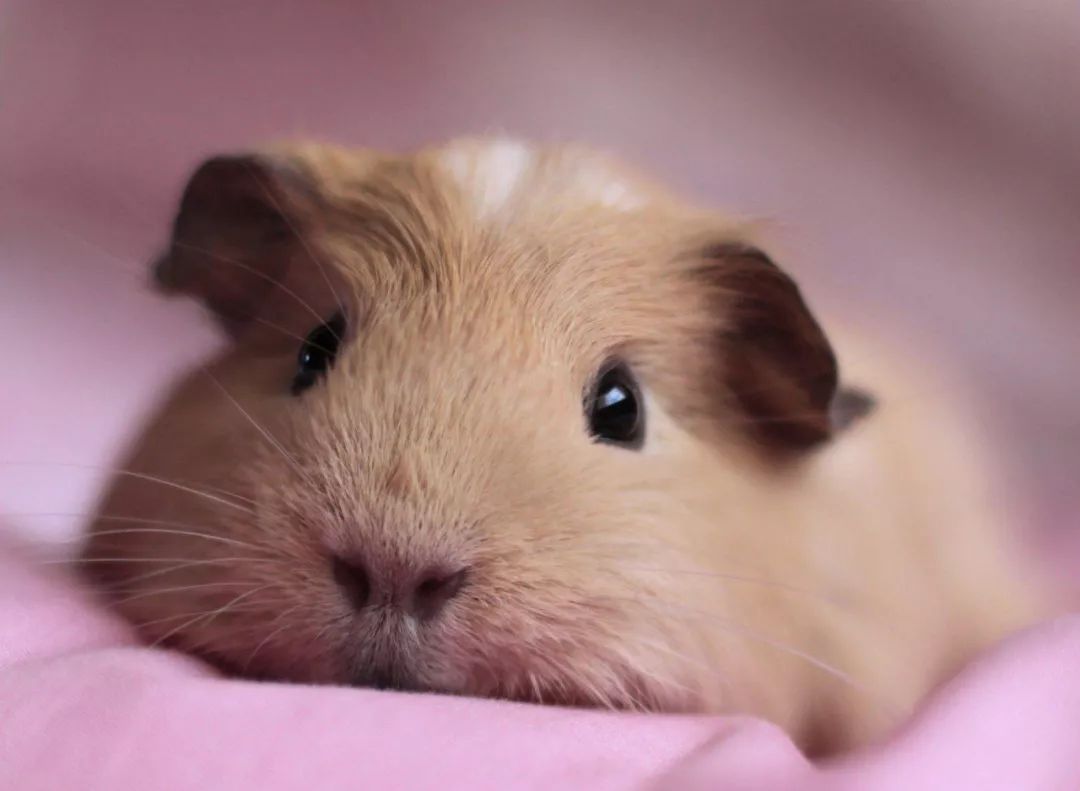 吃豚鼠、擦豚鼠、拿豚鼠通灵、把豚鼠当货币。豚鼠：我太难了