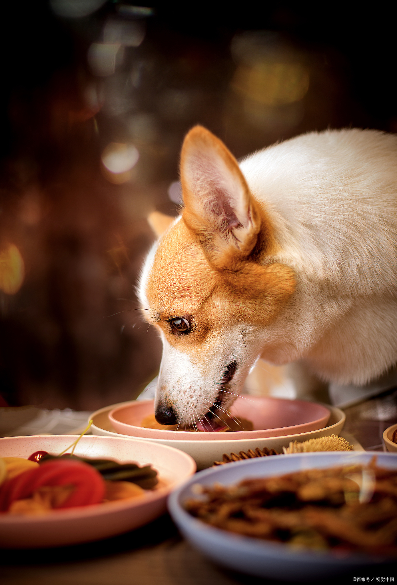 柯基不吃狗粮原因,柯基不吃狗粮需要纠正么