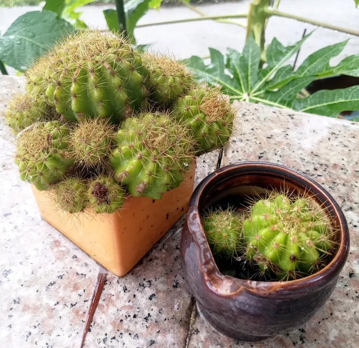 什么花放在家里最好看最实用,放家里风水好又好养的花有哪些