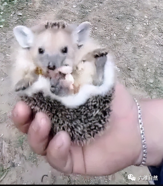 刺猬常常把它的身体缩成一个圆球,刺猬受到惊吓缩成一个球