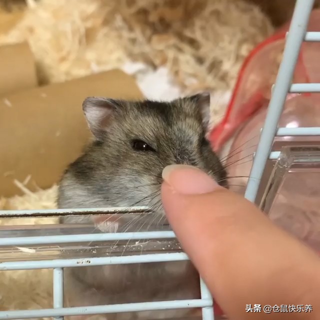 仓鼠被摸了发呆,仓鼠被摸了一直抖