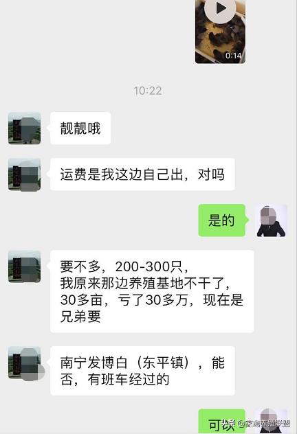 养鸡100万一亩利润,养鸡赚了20万一个月鸡舍烧了