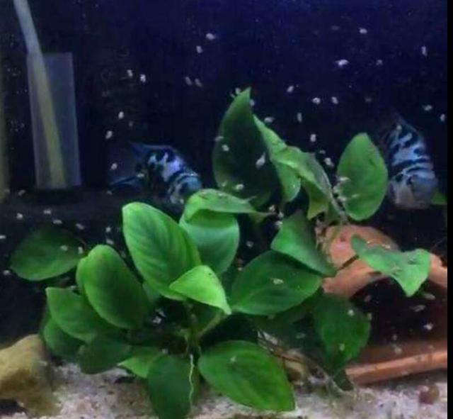 鱼缸三合一水泵必须放在水里吗,鱼缸水泵出水有气泡是什么原因