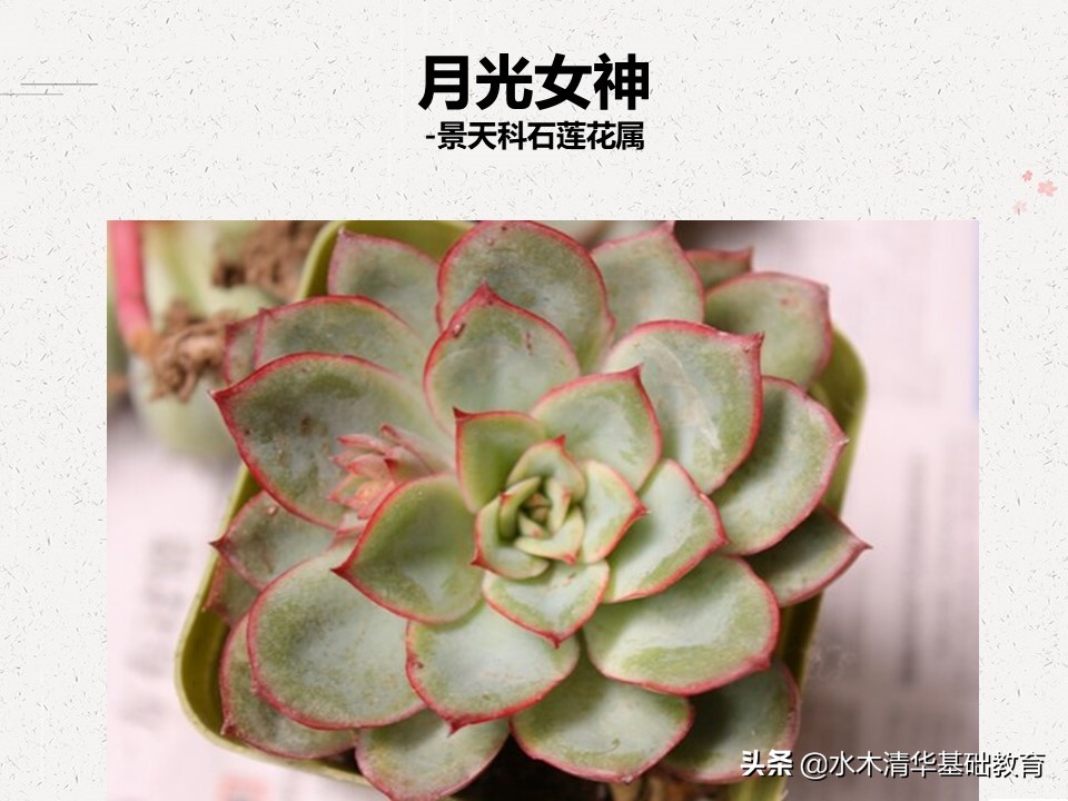 梦幻女王多肉植物百科图谱,原产地多肉植物图谱pdf
