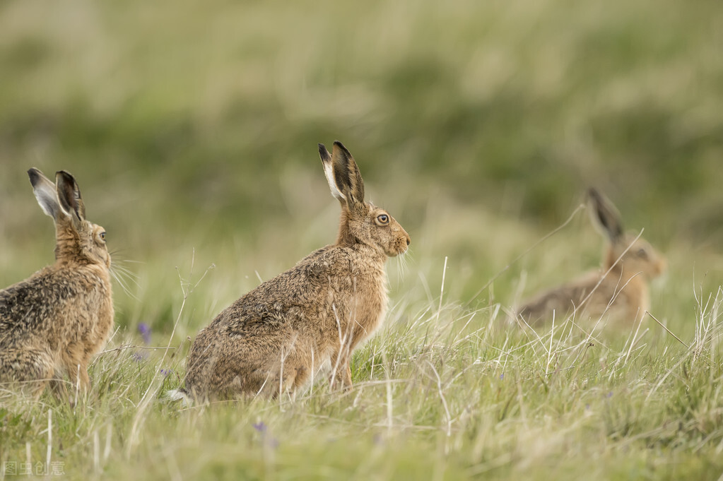 澳洲野兔现状如何,澳洲野兔有多可怕