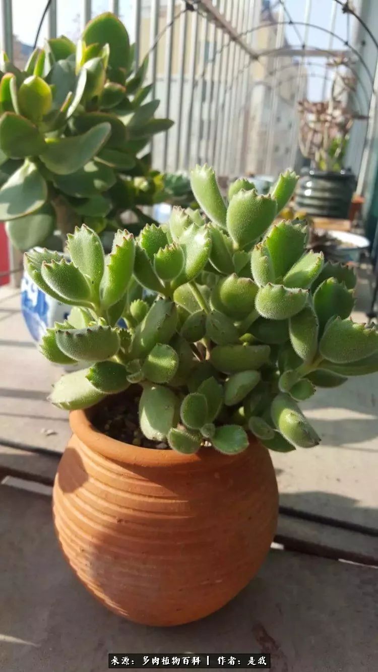 偶遇多肉的感言,偶遇山中多肉