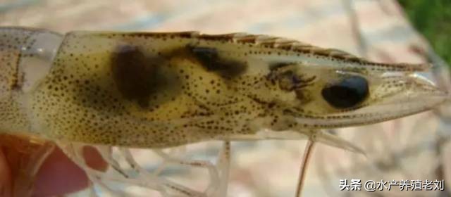 干货，还在花钱学习白对虾养殖方法么？你要的课程这里都有