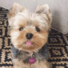 谁也拒绝不了的撒娇,谁也拒绝不了一只卖萌的小狗