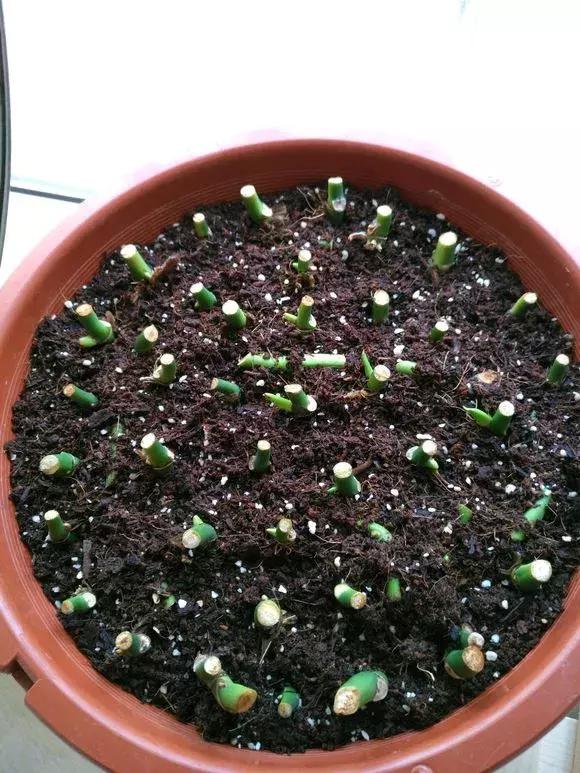 倒垃圾时捡一盆绿萝,被丢弃的一盆绿萝