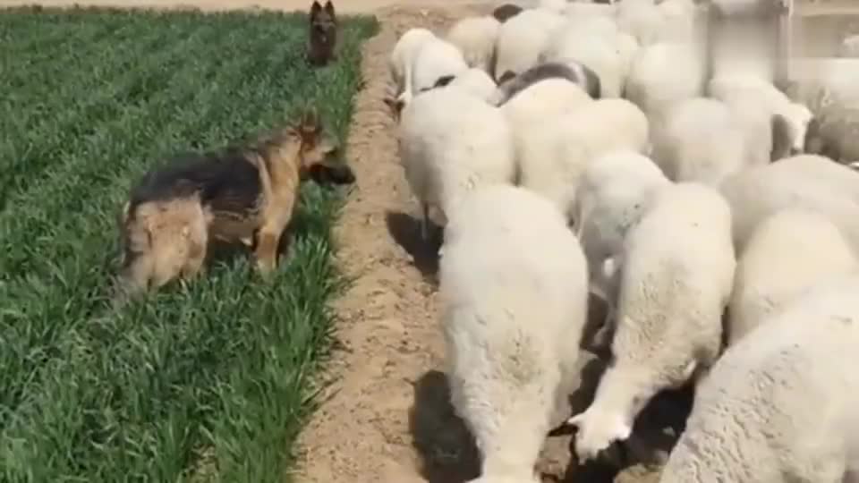 羊群里怎么训练一只领头羊,羊群的领头羊是怎样产生的