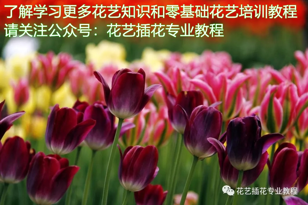 学花艺必备的花语,花艺师要知道的花与花语