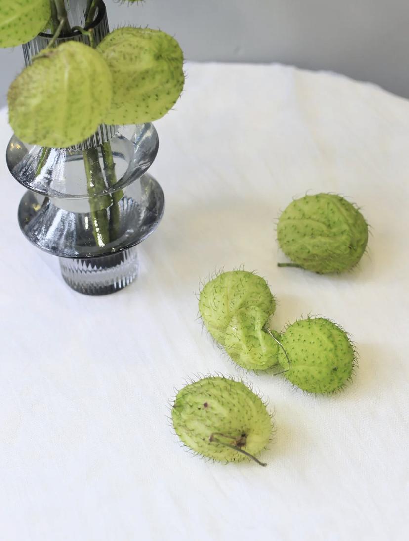 家里要有氛围感什么花比较好,家里高级的花