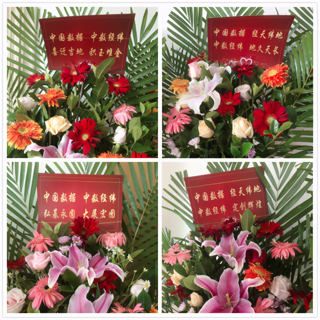 涔旇縼澶у枩钃媰鍙戝睍澶у睍楦垮浘,涔旇縼澶у枩涓囦簨椤烘剰