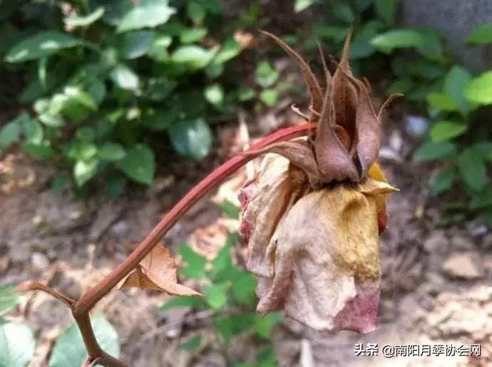 藤本月季多长时间浇一次水,月季地栽完多久浇第二次水