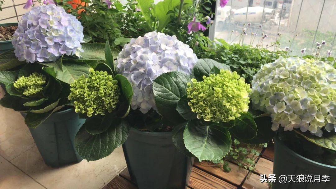 圆滚滚的绣球，瀑布般的花墙，这届花友也太会种花了吧