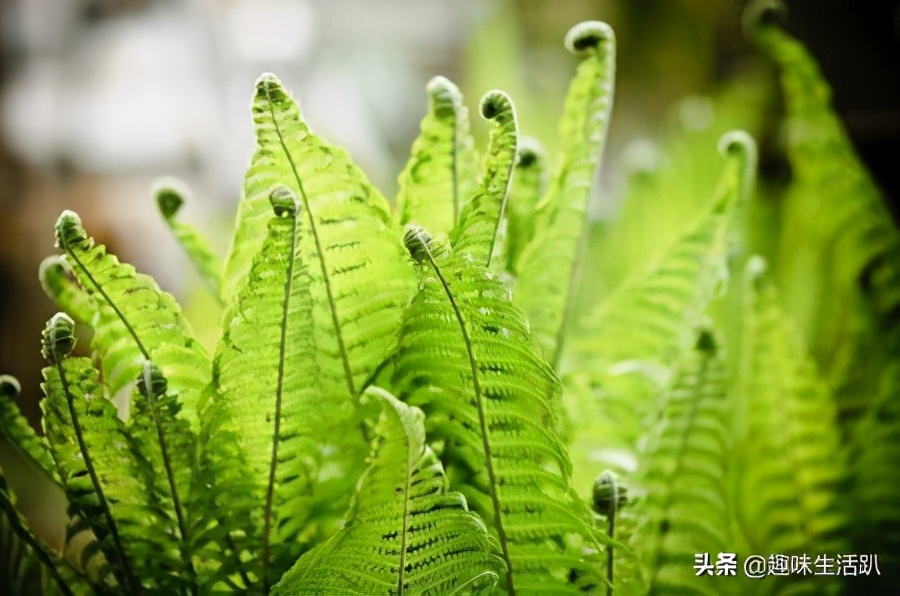 从物种起源到生物多样性,从起源到分类