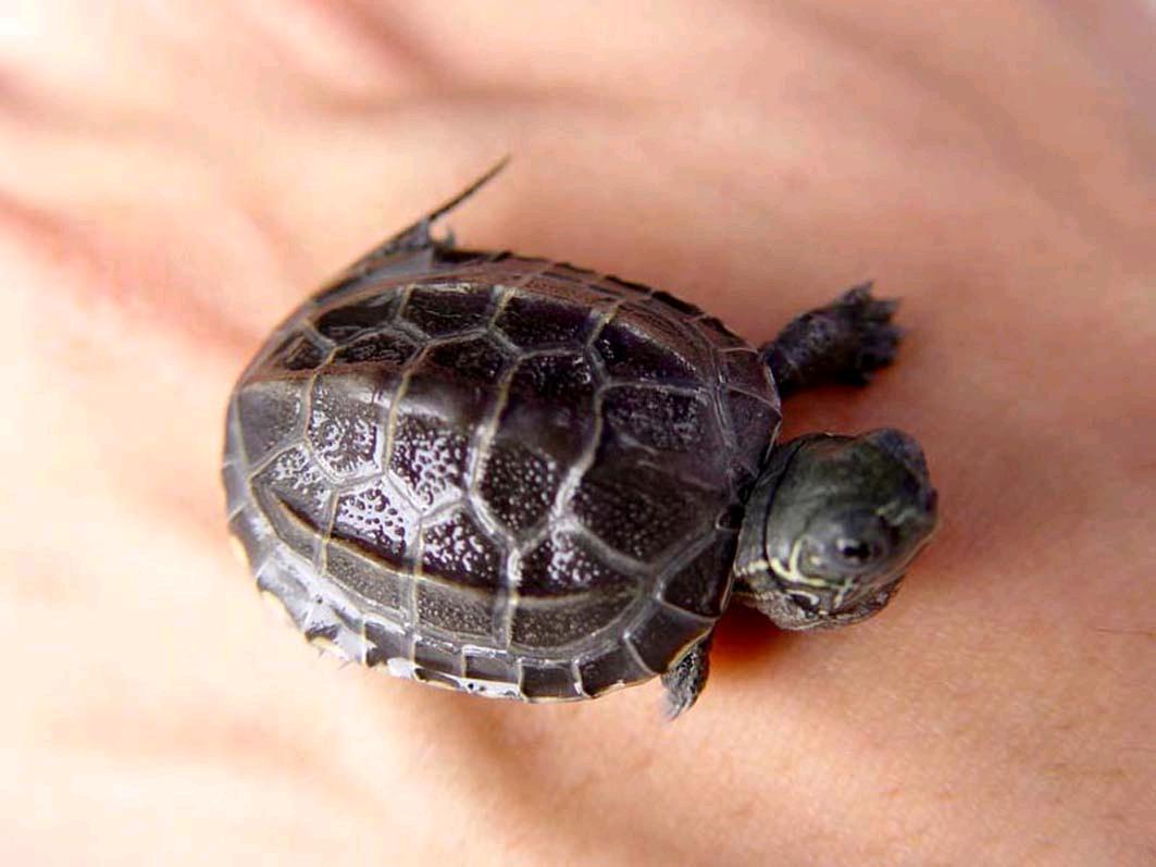 小乌龟浮水没精神怎么办,小乌龟不吃东西怎么办