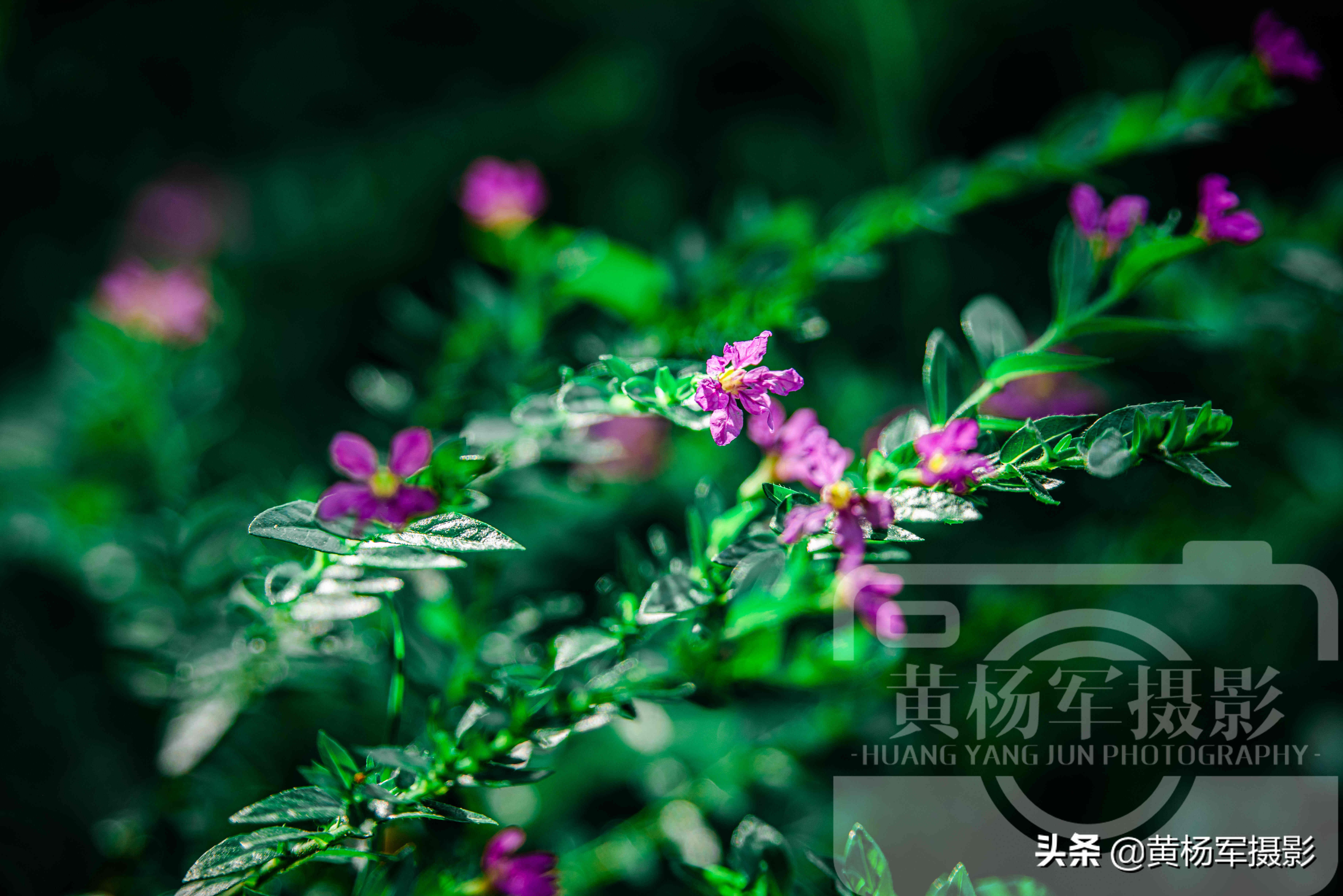 阳光下盛开的美丽玫瑰完整版,阳光下娇艳月季图片