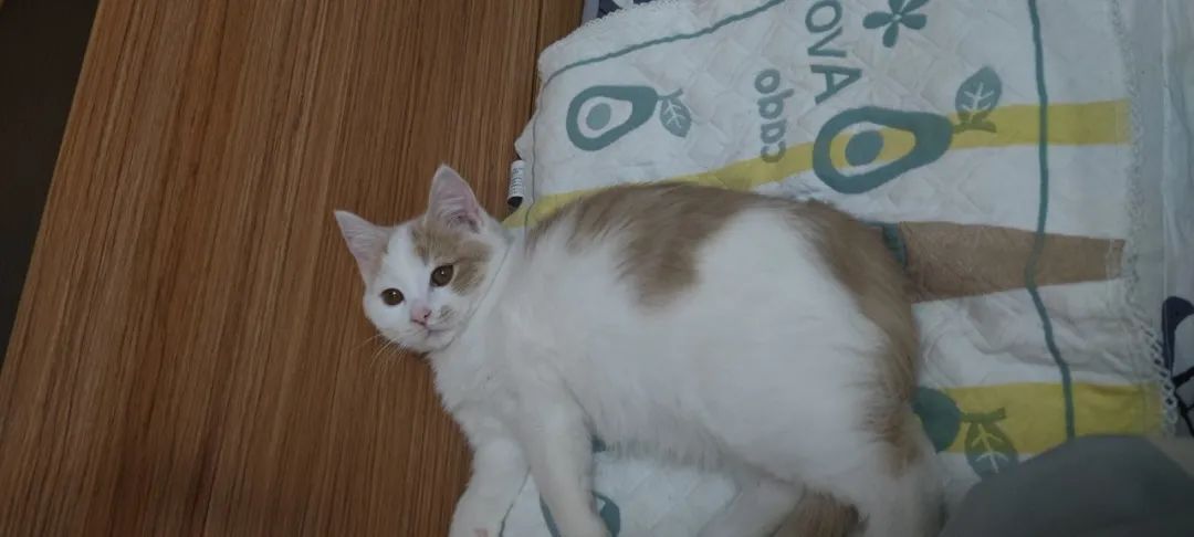 收养了一只流浪猫养了两天就丢了,养猫被好心人救助