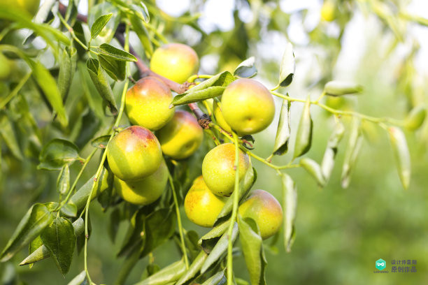 院子适合种的花和设计,庭院设计植物大全