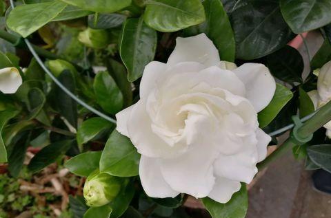 买到“黄泥”栀子花，这样处理，后期叶片不发黄，养好开花很简单