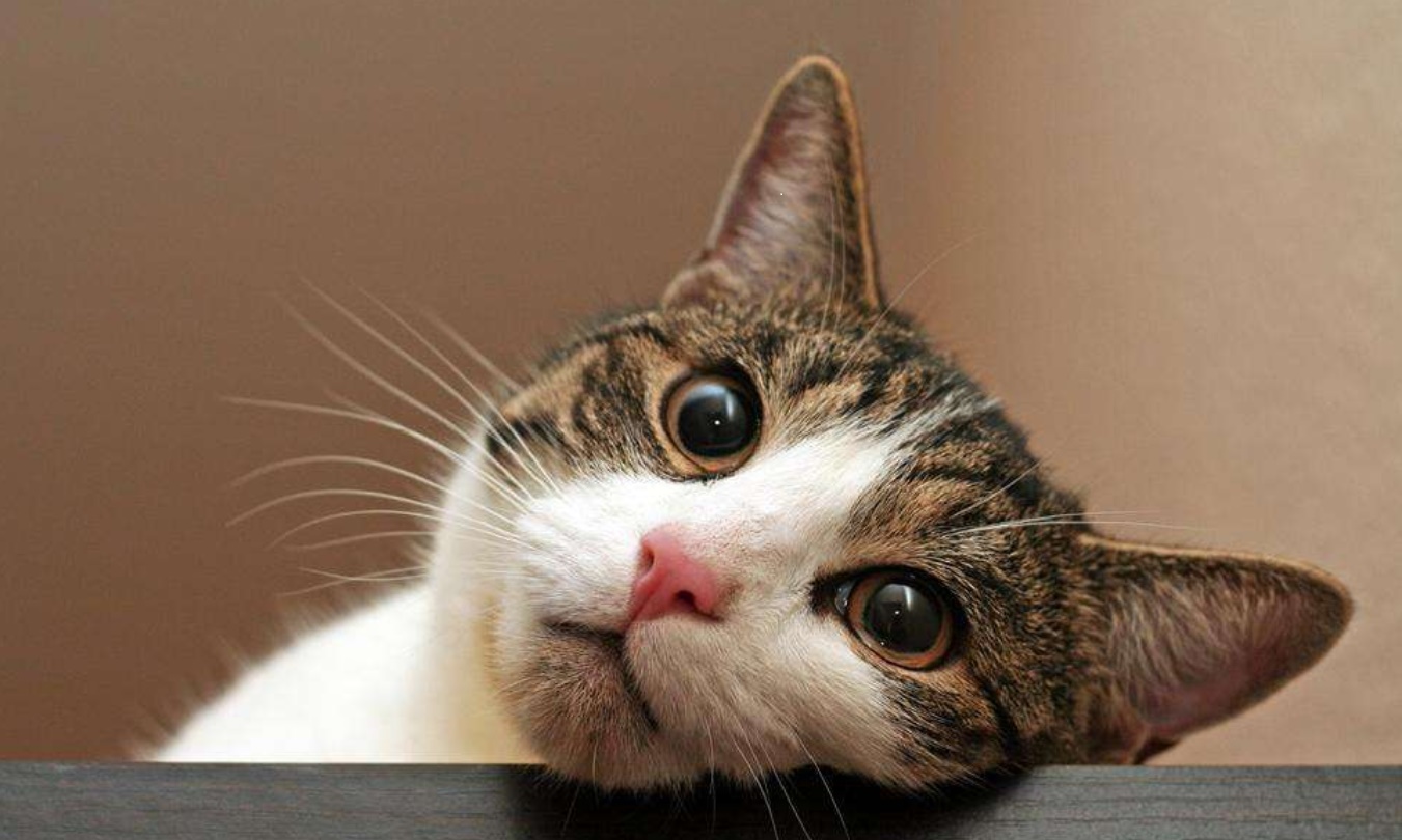 中国人为什么什么都敢吃,中国人什么都吃但为什么不吃猫