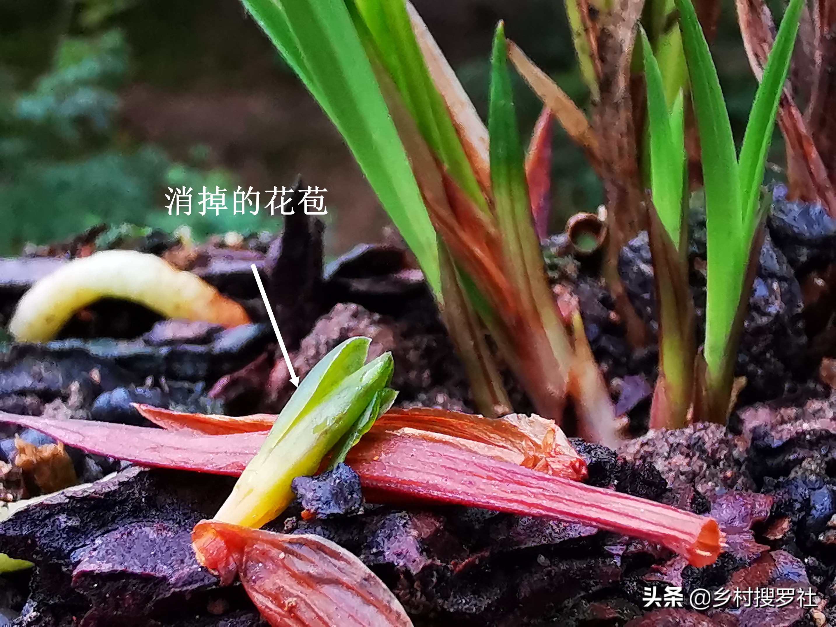 春兰蕙兰几月孕育花苞,春兰是不是只有春天才开花