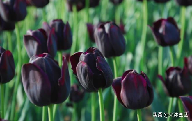 郁金香花的花语和图片大全,花艺知识花材有哪些种类