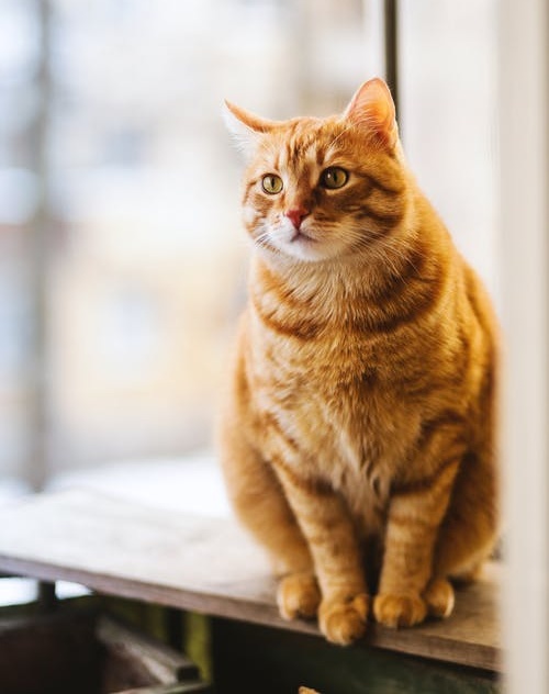 家有爱猫相伴,家有爱出门的猫