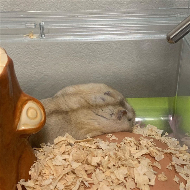 仓鼠为什么会突然衰老,仓鼠老的时候身体有什么明显特征