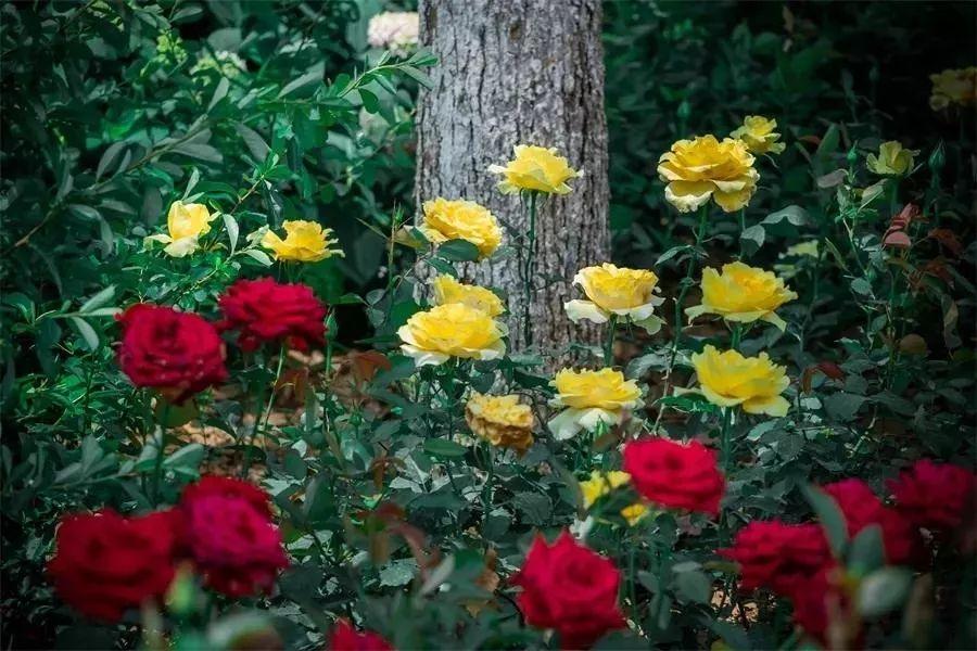 槽糕，是心动的感觉！这个神秘花谷正在悄然绽放！走，去拍照～