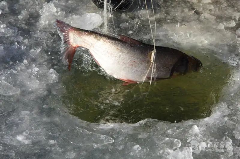 中俄两大界江进入禁渔期,黑龙江中俄界湖兴凯湖进入冬捕期