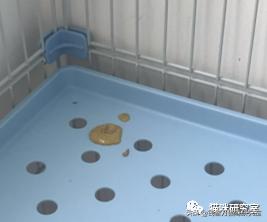 小猫拉稀原因分析,小猫跑肚拉稀怎么办最快最有效